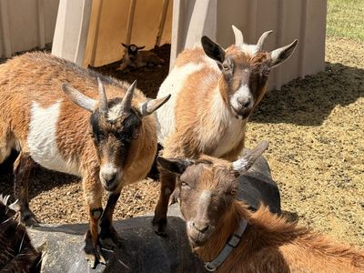 Nigerian dwarf goats