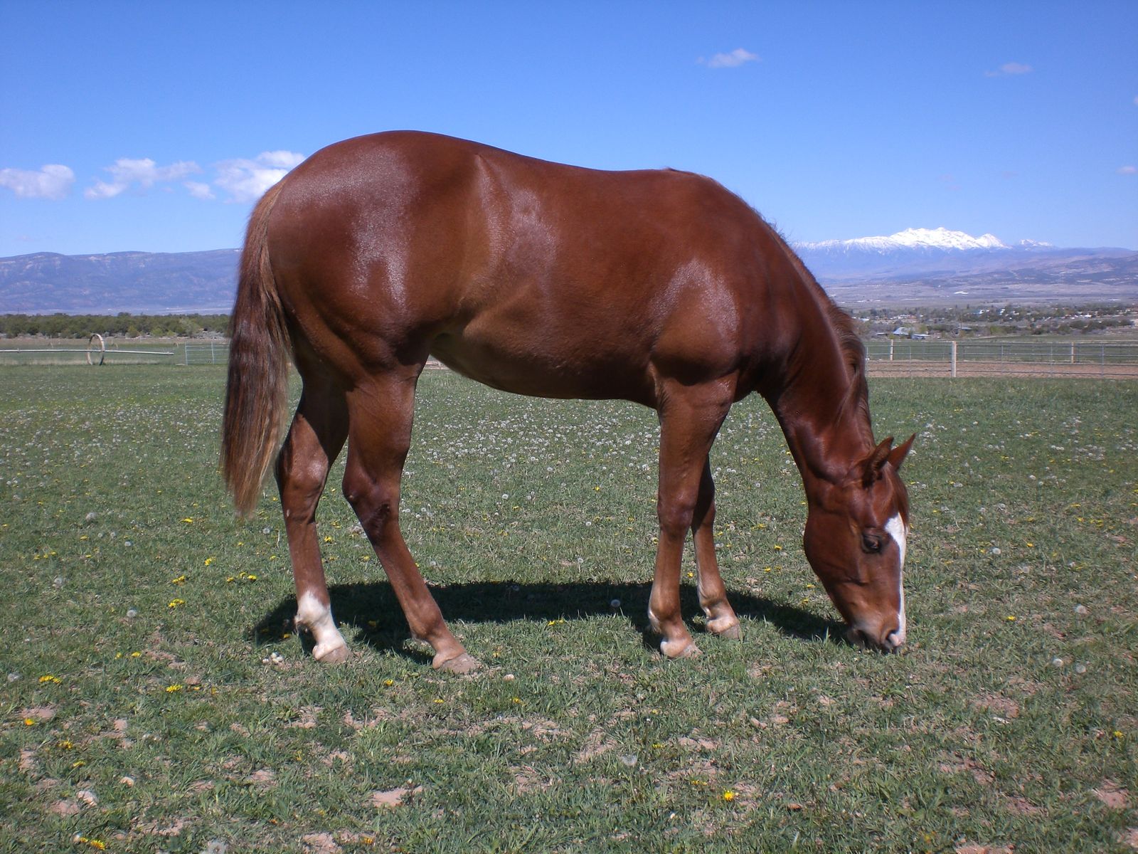 GUNNERS SPECIAL NITE REINING YEARLING