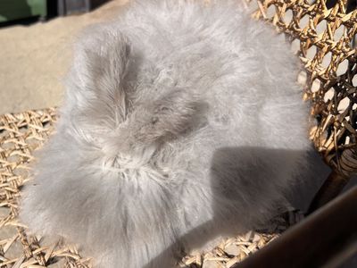 Pedigreed English Angora doe
