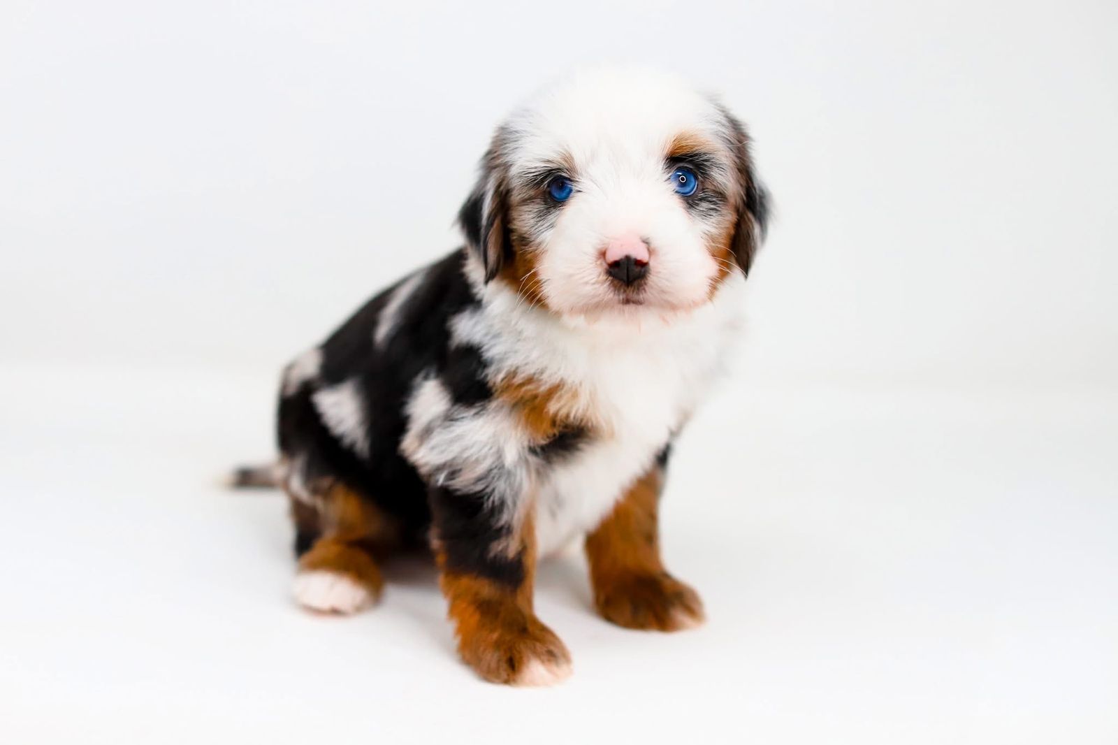 Aussiedoodle x Bernedoodle (Australian Mountain Doodle) female!