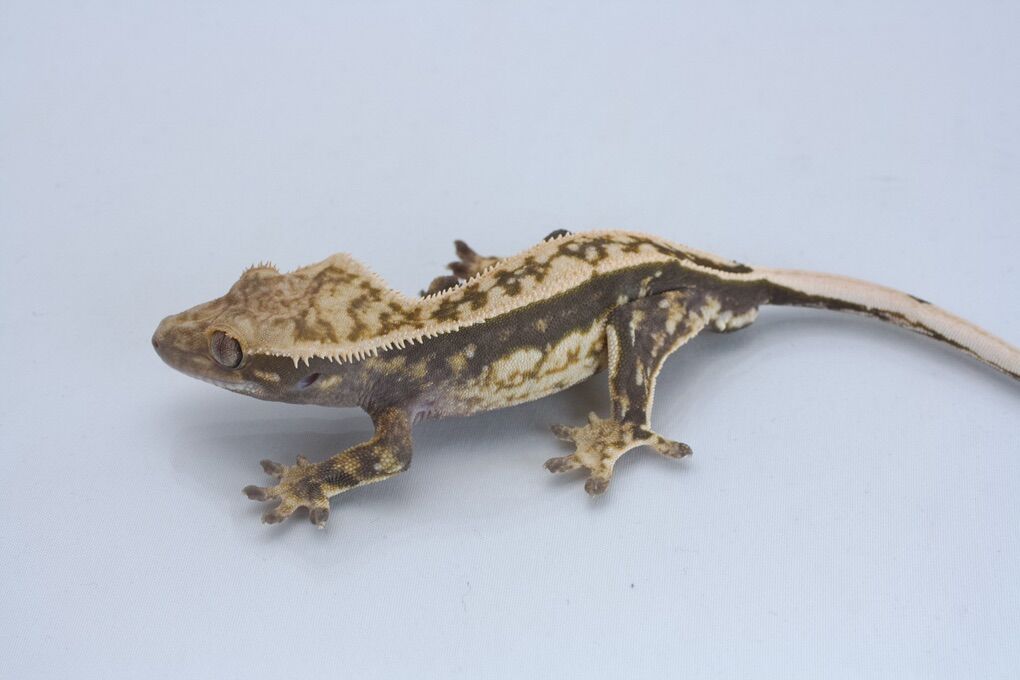 Subadult Crested Gecko