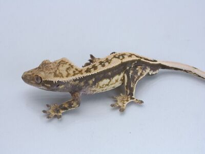 Subadult Crested Gecko