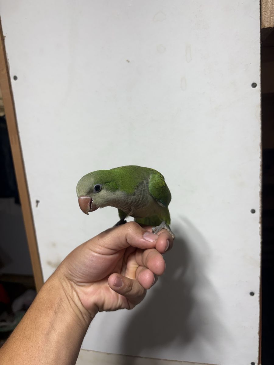 Baby tame Quaker