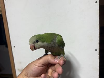Baby tame Quaker