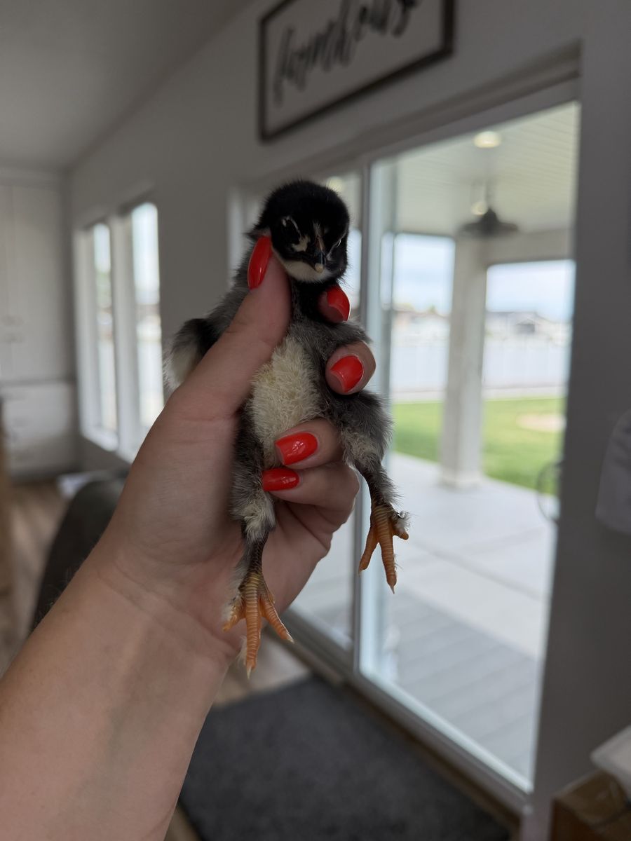 Full Bred Black Copper Maran Chicks