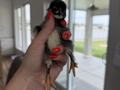 Full Bred Black Copper Maran Chicks