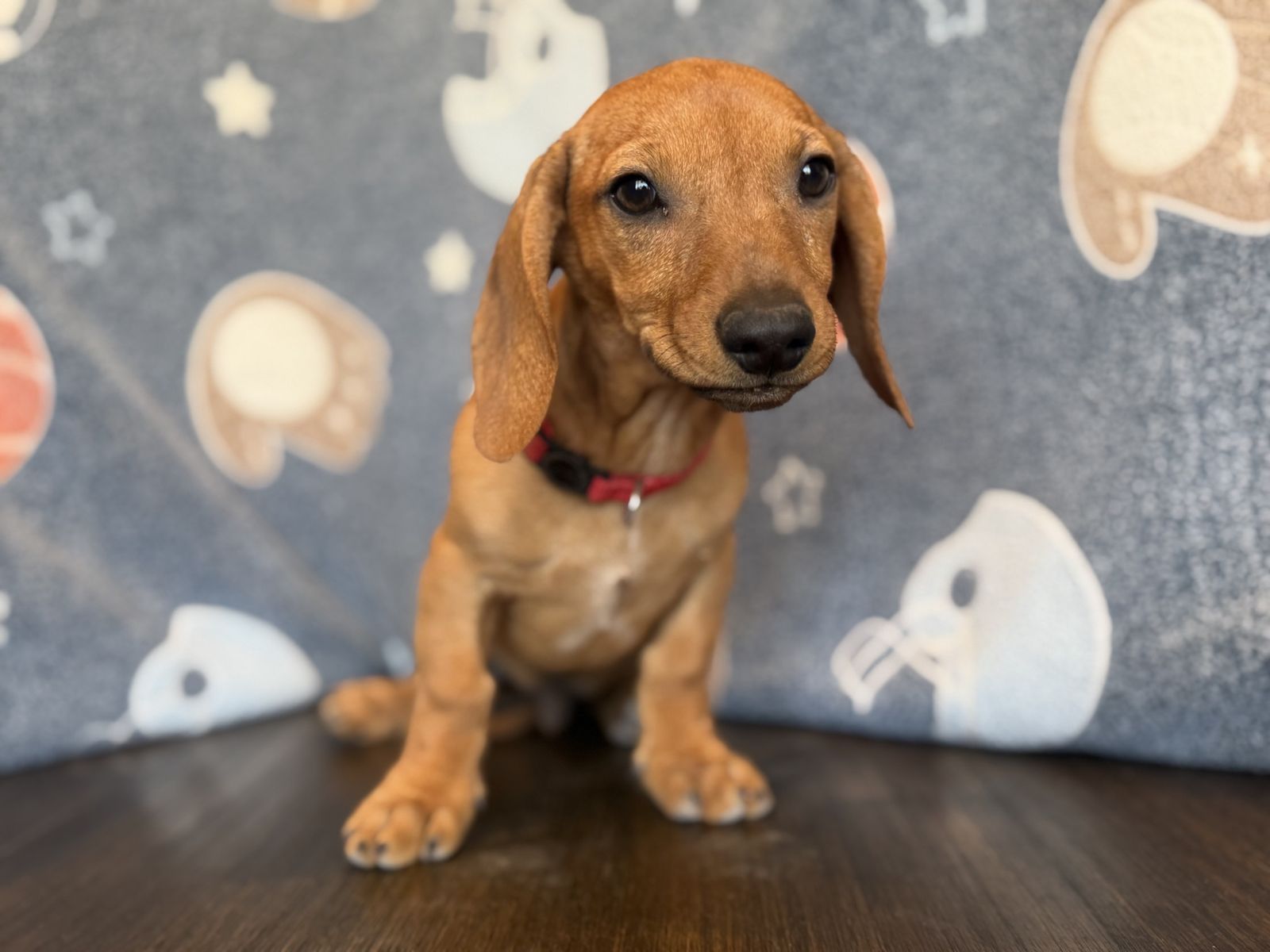 Last 2 dachshunds puppies
