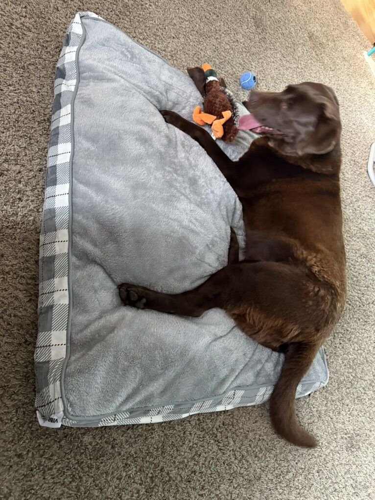 Chocolate Lab