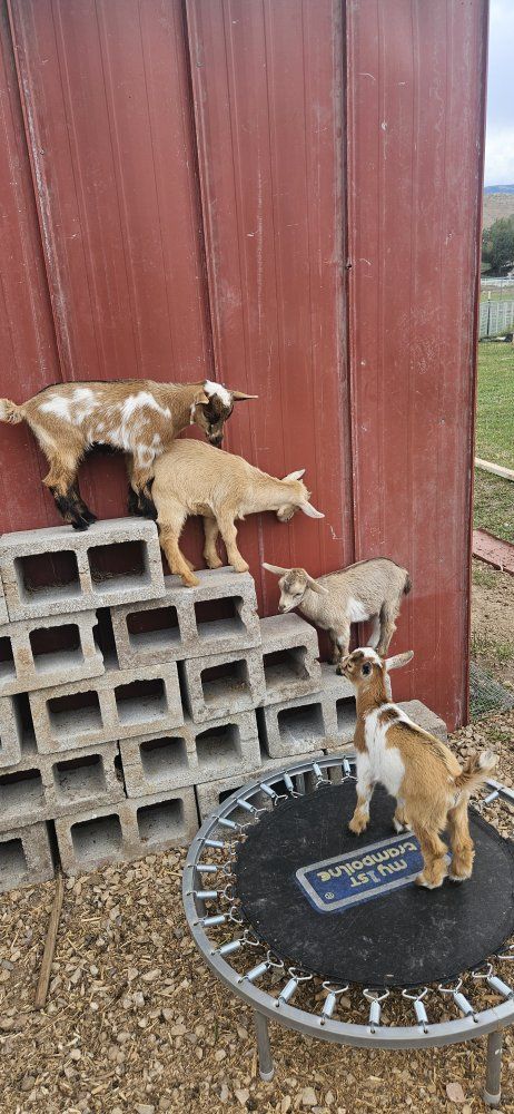 Nigerian Dwarf Goats - Kids and Adults Available $50.