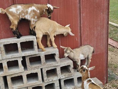 Nigerian Dwarf Goats - Kids and Adults Available $50.