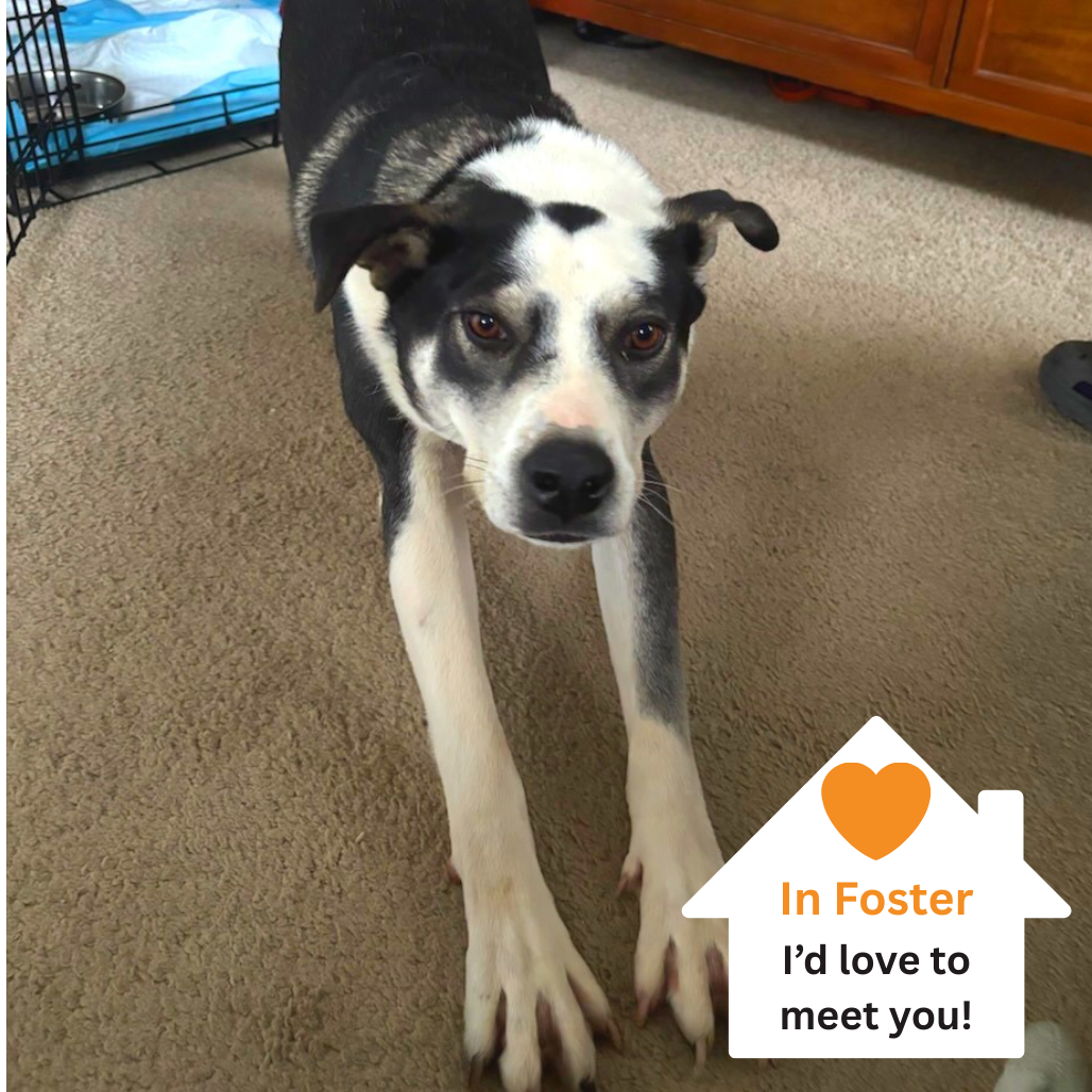 Hello my name is Thaddeus