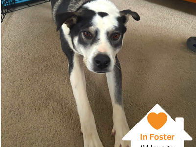 Hello my name is Thaddeus