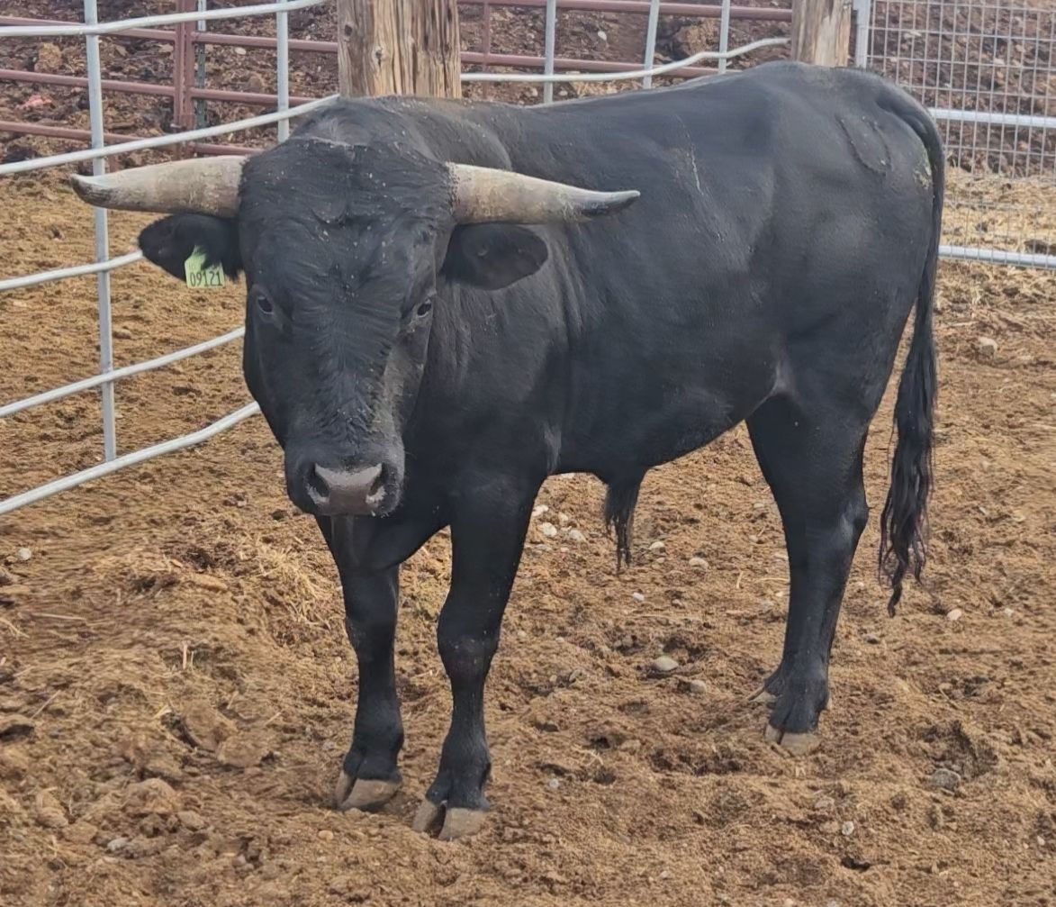 Corriente bull for lease