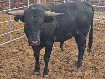Corriente bull for lease