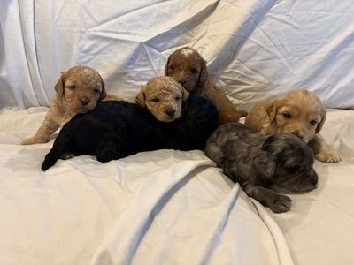 Mini F1b Aussidoodle Puppies, Doodle