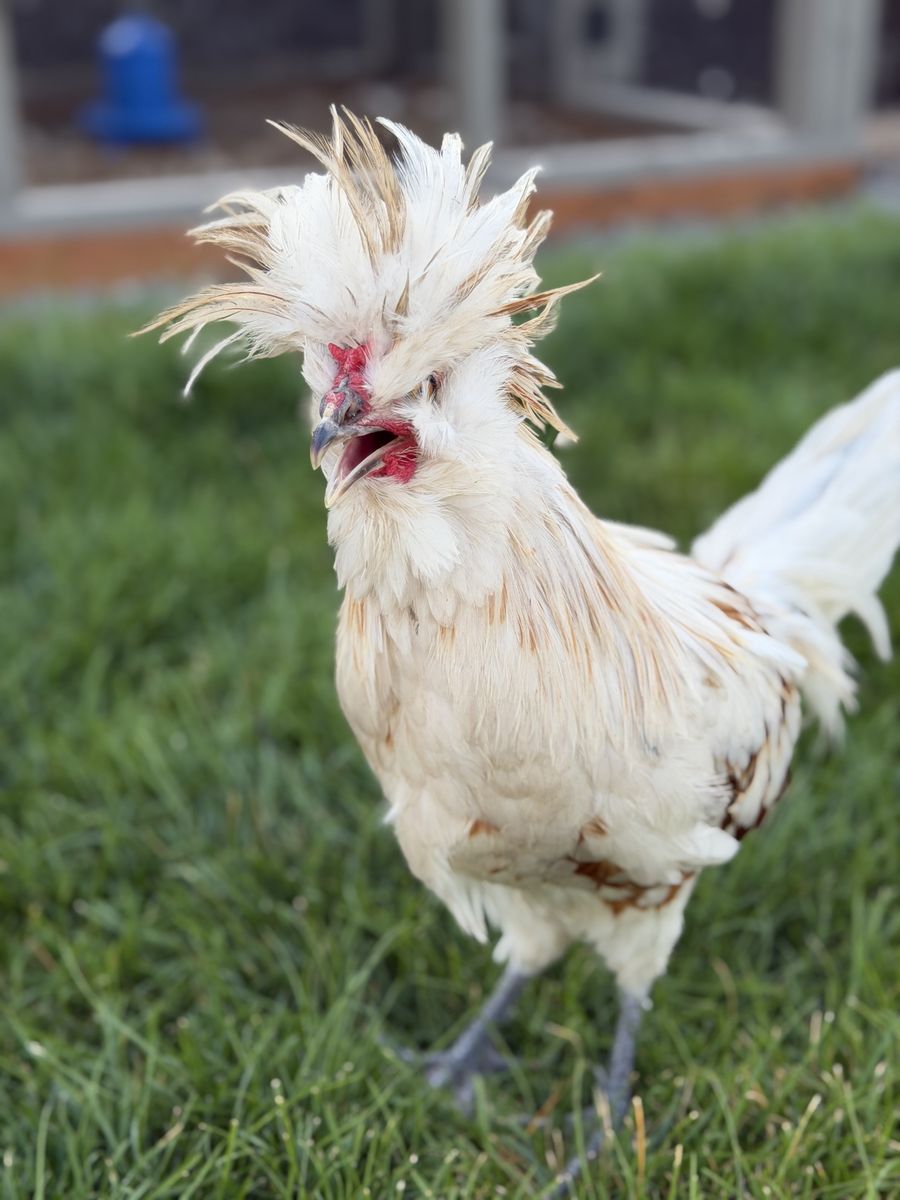 FREE - Crested Polish Rooster