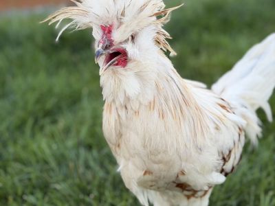 FREE - Crested Polish Rooster