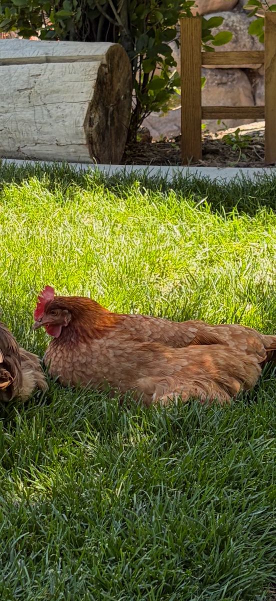 Great egg laying hen