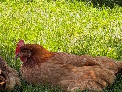 Great egg laying hen
