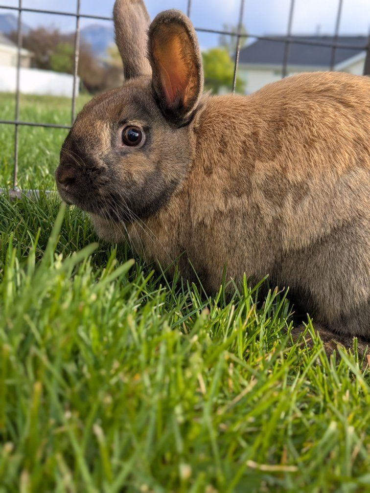 Cute Female Rabbit Mini Rex Lop Mix