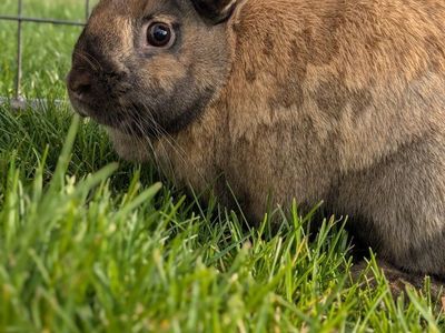 Cute Female Rabbit Mini Rex Lop Mix