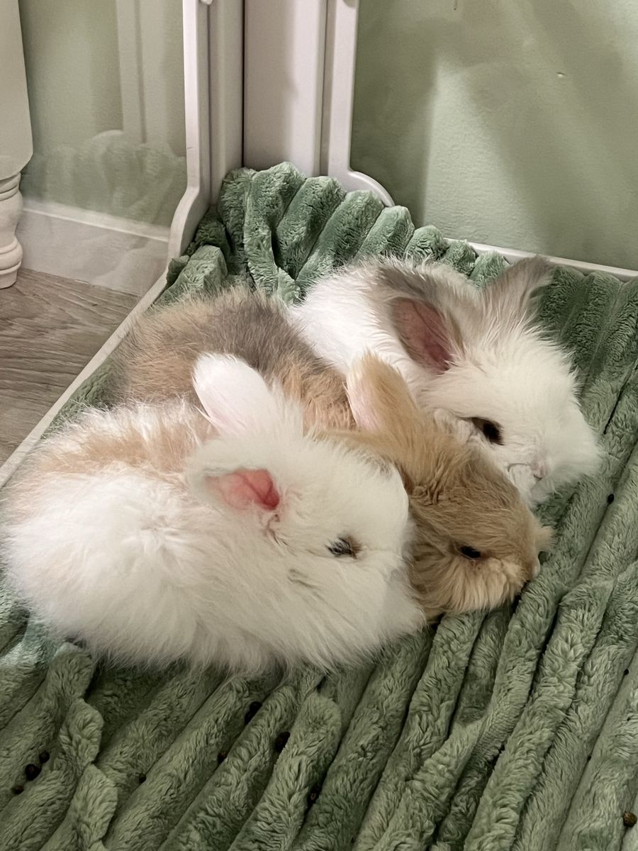 English Angora babies!