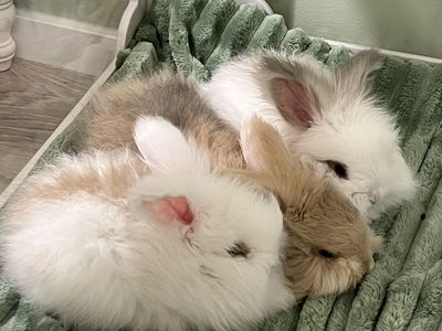 English Angora babies!