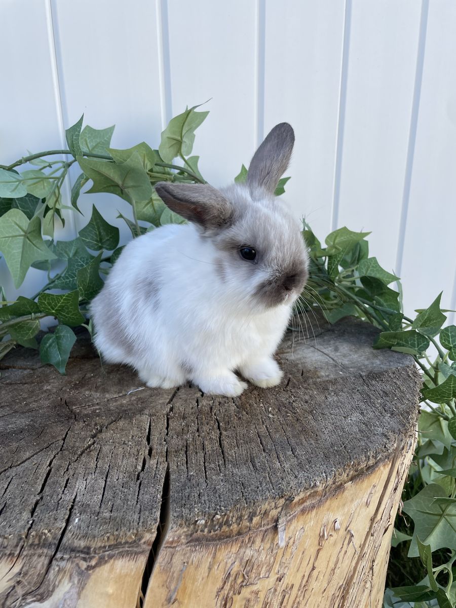 Purebred Holland Lop Girl (fully pedigreed)