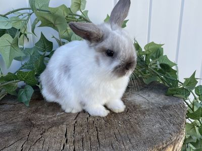 Purebred Holland Lop Girl (fully pedigreed)