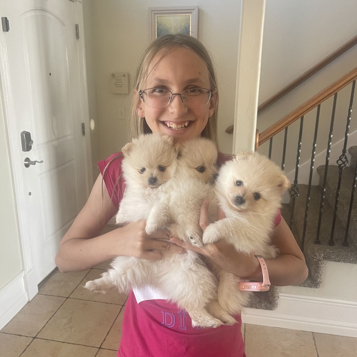 Pure Bred Pomeranian Puppies