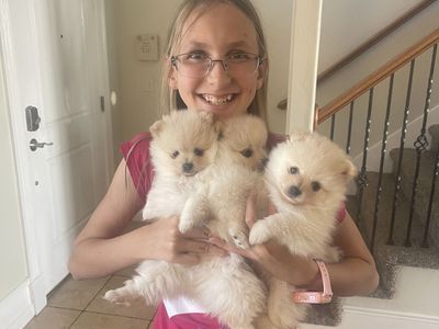 Pure Bred Pomeranian Puppies