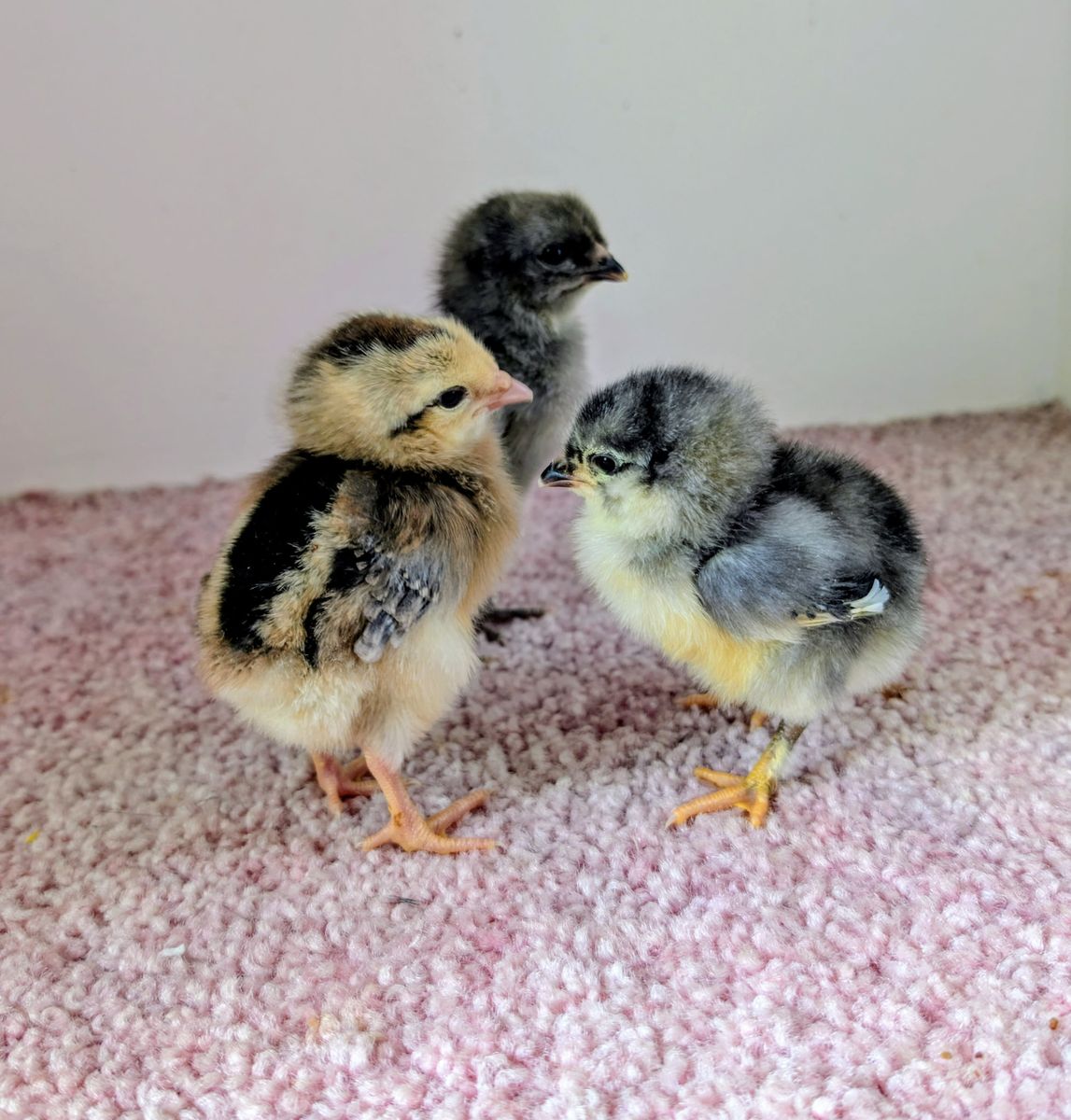 Olive Egger Chicks