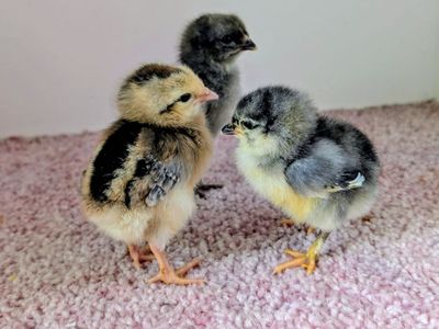 Olive Egger Chicks