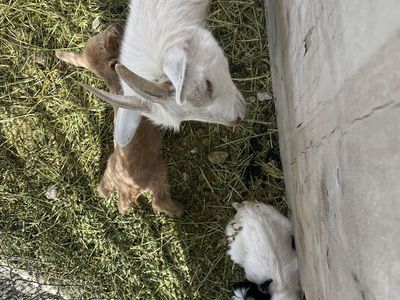Goats