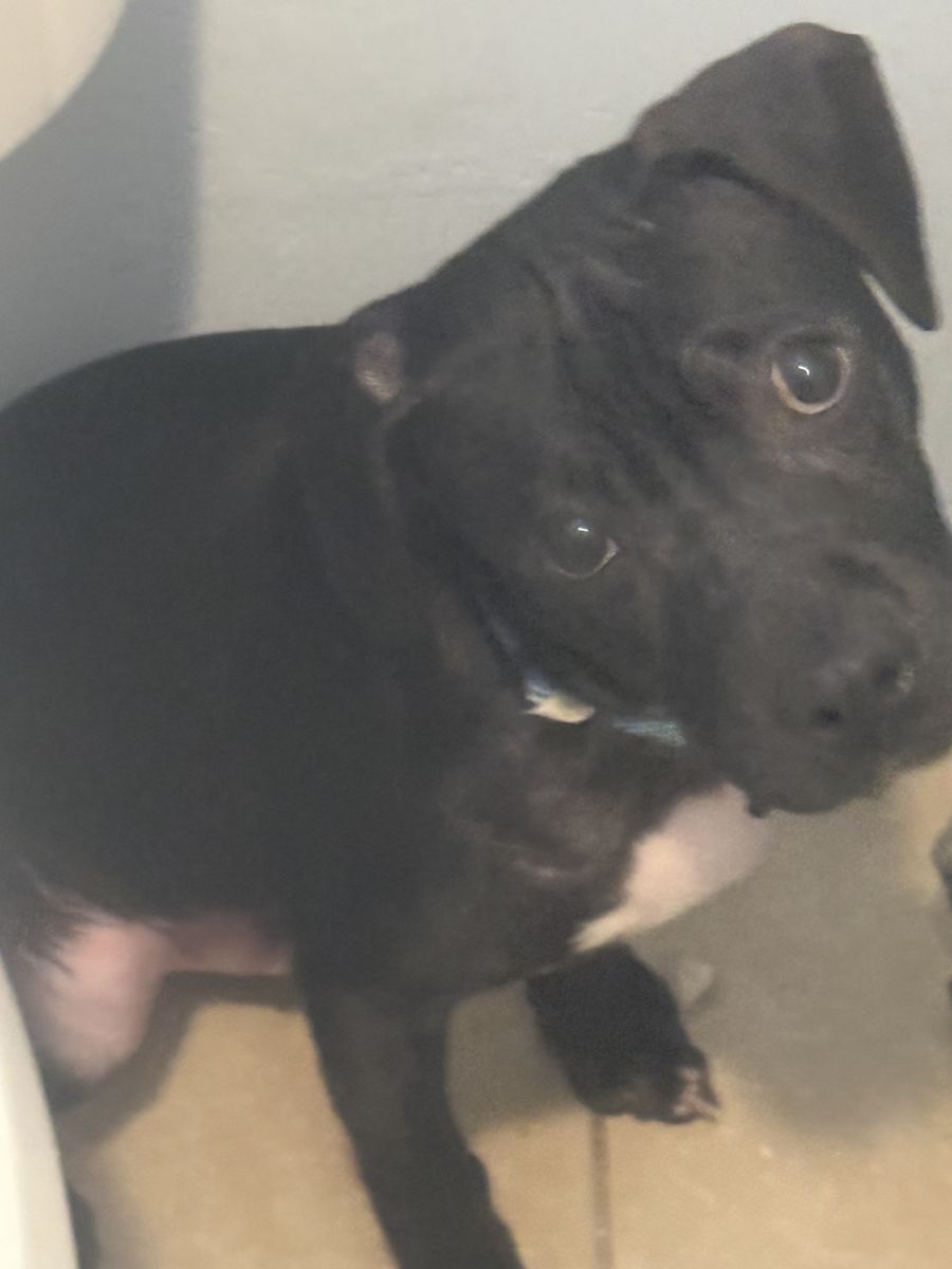 4 mo pug pit mix