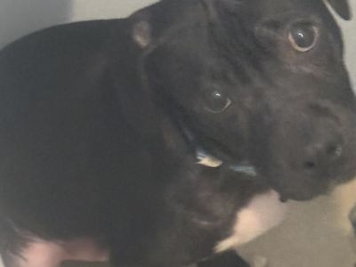 4 mo pug pit mix