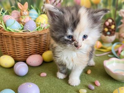 TICA Maine Coon Kittens 6 Available