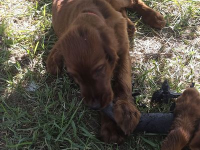 Prepaid akc irish setter puppies