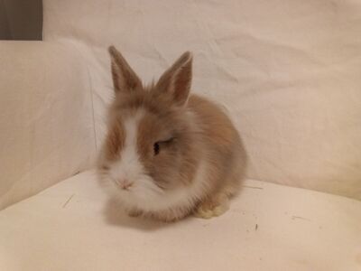 Adorable Lionhead Baby Bunny – Highly Socialized