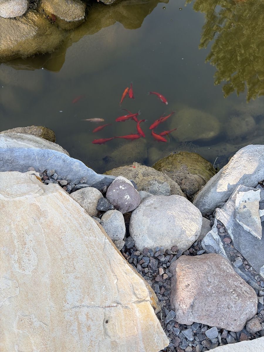 School of Goldfish for Pond or Aquarium - Vibrant Live Fish