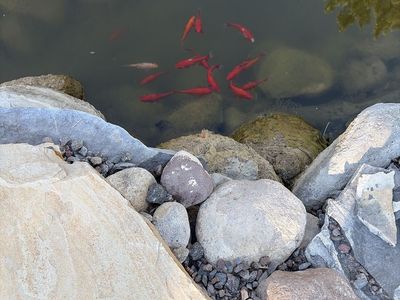 School of Goldfish for Pond or Aquarium - Vibrant Live Fish