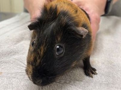 Hello my name is Toast