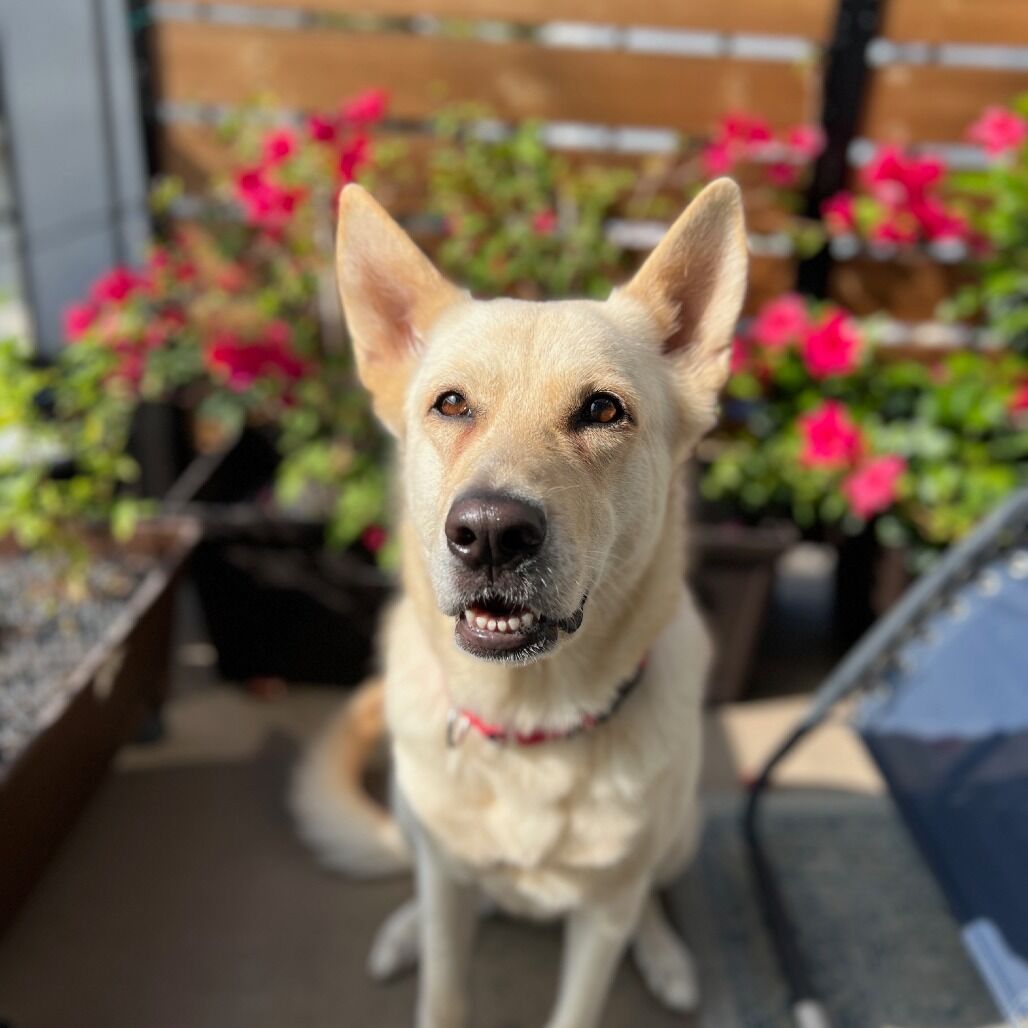 Hello my name is Slinky