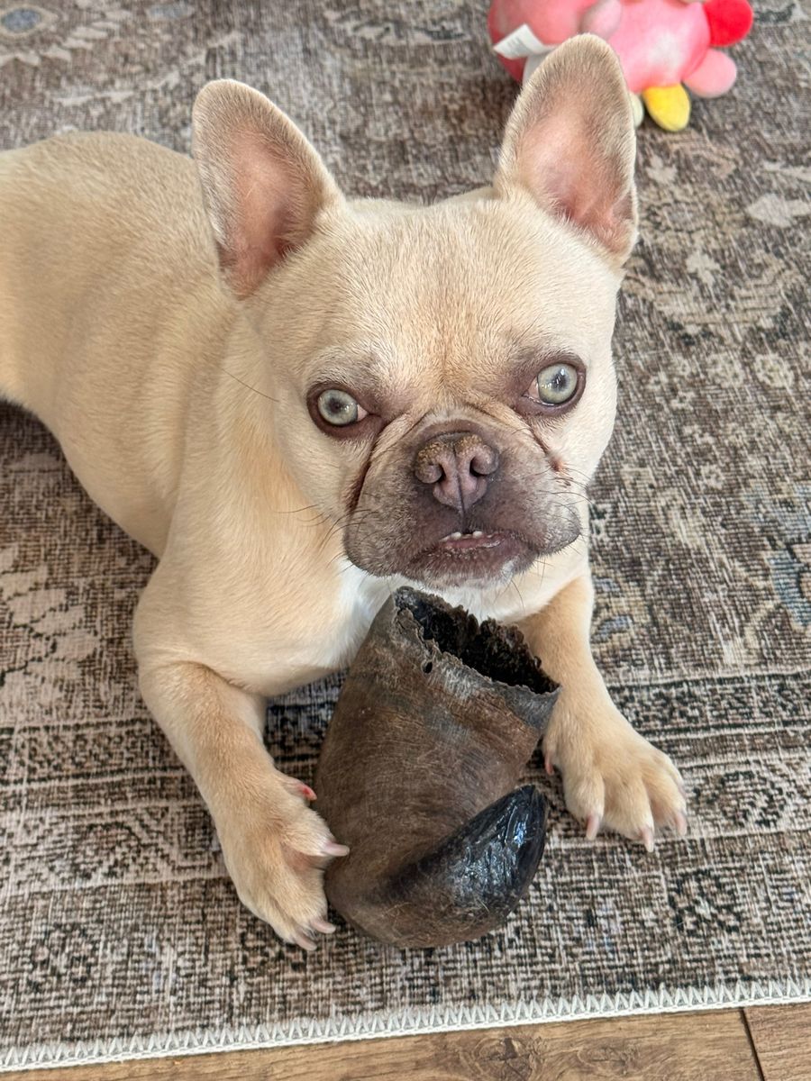 2 Year Old Female French Bulldog