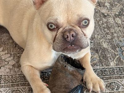 2 Year Old Female French Bulldog