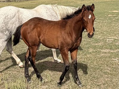 2026 AQHA Filly