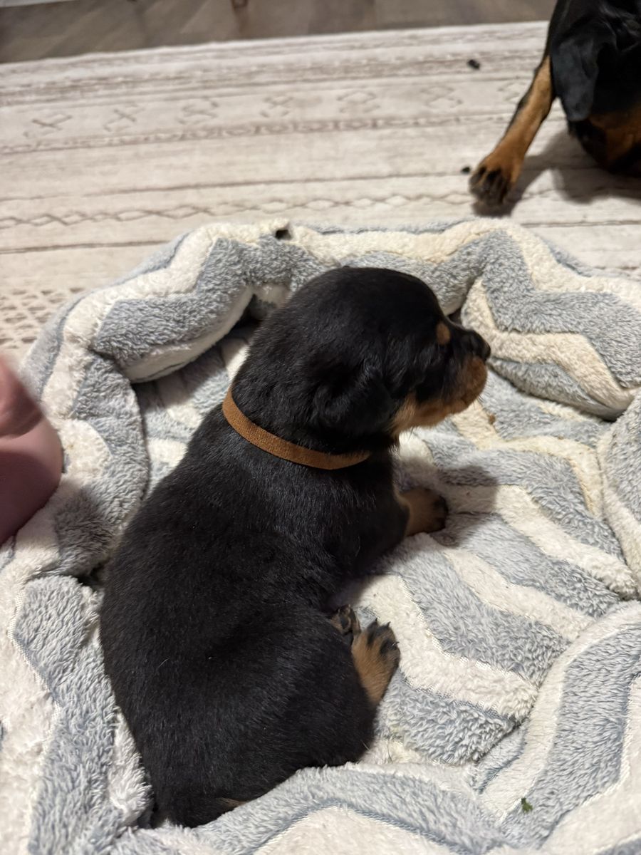 Adorable Rottweiler Puppies - Males & Females Available