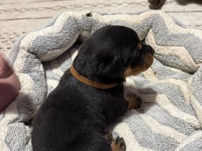 Adorable Rottweiler Puppies - Males & Females Available