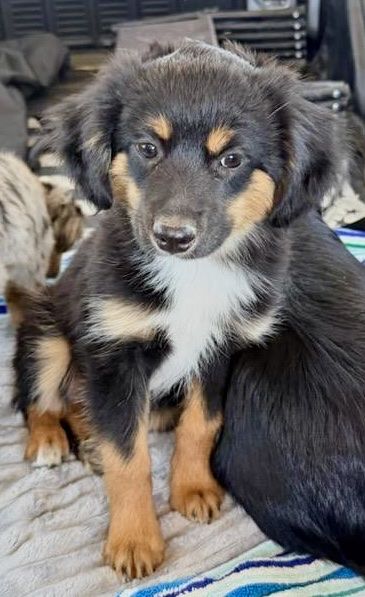 Adorable Tri-Color Puppy - mini / toy Aussie. Ready for a Loving Home!