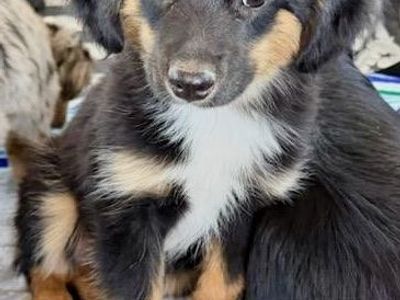 Adorable Tri-Color Puppy - mini / toy Aussie. Ready for a Loving Home!